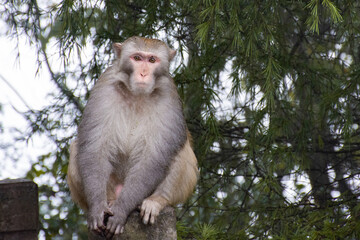 Monkey sitting on a tree with a curious look 