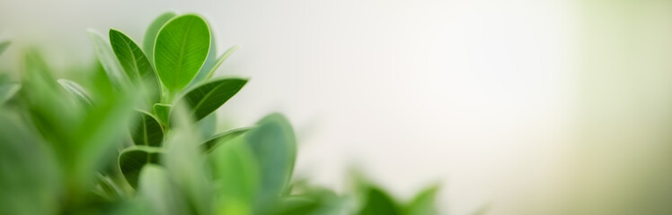 Closeup beautiful attractive nature view of green leaf on blurred greenery background in garden with copy space using as background natural green plants landscape, ecology, fresh cover page concept.