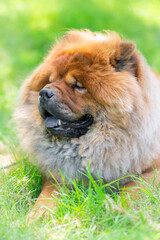 Fototapeta na wymiar Portrait of a dog, Chinese breed Chow chow.