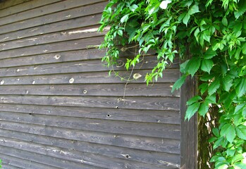 green leaves on a wooden fence