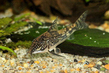 Catfish banded corydoras or bearded catfish Aquarium Fish Corydoras barbatus	