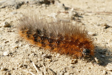 Ocnogyna baetica is a moth of the family Erebidae, here a wild specimen typically curling up when threatened - in the forest near the village Mos, Spain/Galicia.