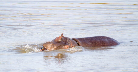 Fototapeta premium Hippos fighting in water at Kruger Park South Africa