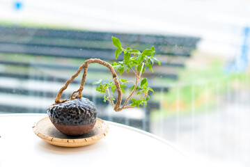 A small tree by the window