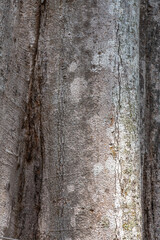 Bark of Marsh Pulai or Pulai Basung Tree (Alstonia pneumatophora)