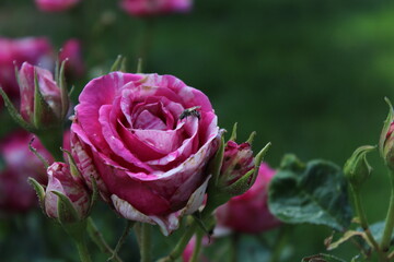 pink rose in garden