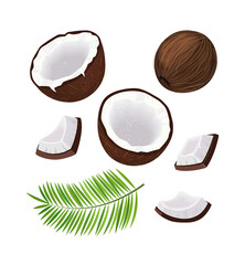 Set with coconut, half and pieces of coconut, coconut palm leaf on a white background. Vector illustration.