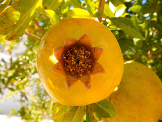 A close up of green unripe pomegranate (Punica granatum) on a branch with green leaves against the blue sky on a sunny summer day. Pomegranate macro.