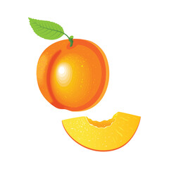 Set with whole apricots and pieces of apricots on a white background. Vector illustration.