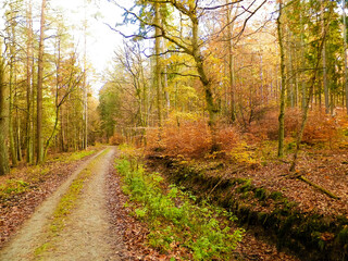 Fototapeta premium Autumn forest landscape, Poland.