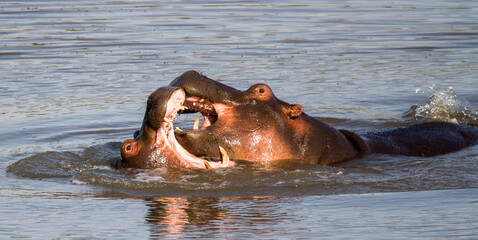 Fototapeta premium Hippos fighting in water at Kruger Park South Africa