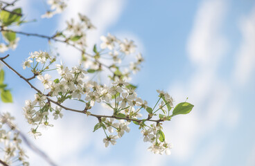 Beautiful tender cherry tree flowers on blue sky. First blossom. Sunny day. Springtime concept