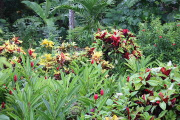 Fototapeta na wymiar Jamaican Botanical gardens