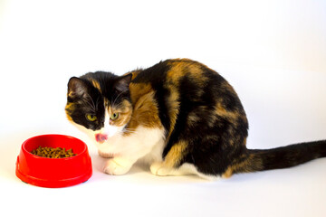 The cat eats food from a bowl and licks its lips