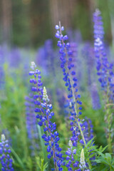 Summer meadow with blue lupine flowers in the rays of the evening sun. The background is blurry.