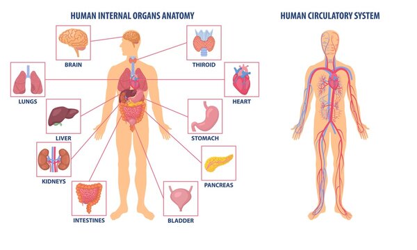 Two diagrams showing the anatomy of the human body, one with the circulatory system and the other with organ icons, colored vector illustration