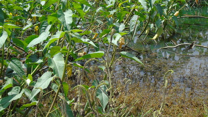 Obraz premium green grass in the morning