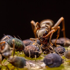 Eine Ameise beim Melken von Blattläusen auf einem Pflanzenstiel 