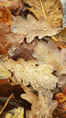 dry leaves in autumn with dew drops
