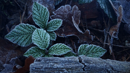 frost on leaves