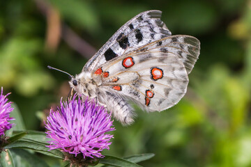 Red Apollo (Parnassius apollo)