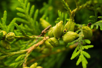 stink beetle sits on the buds of an evergreen thuja plant. good types of paws and antennae of the...