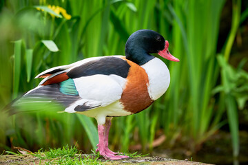 Common shelduck in natural habitat (Tadorna tadorna)