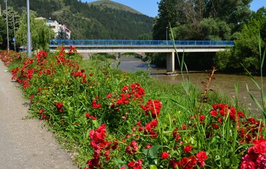 Fototapeta na wymiar flowers on the promenade by the river