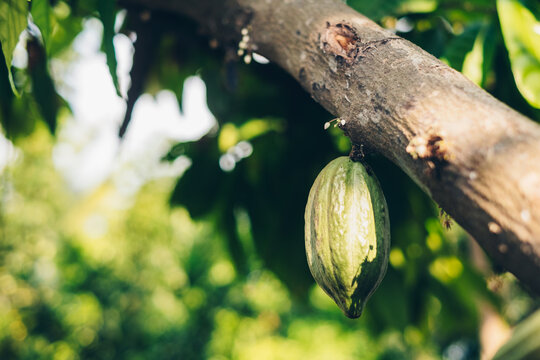 Cacao tree trunk bearing a near to ripe fruit. Cacao fruit is used for chocolate and as cocoa ingredient. Selective focus. Copy space at the left. 