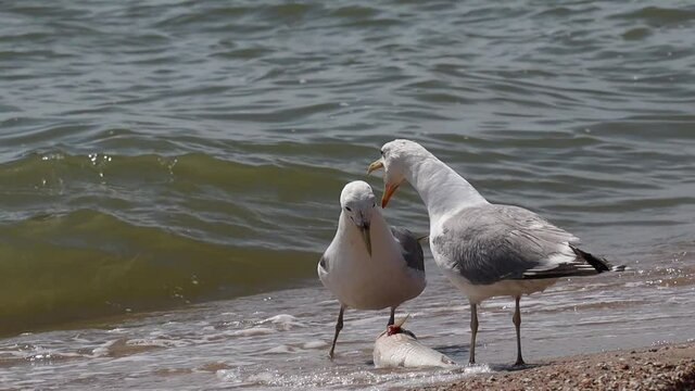 two beautiful seagulls on the seashore share prey fish