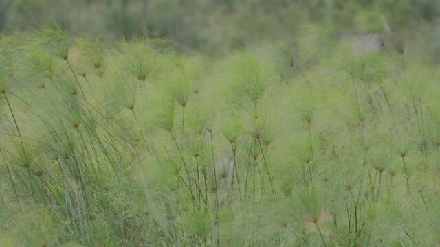 Slow motion shot of papyrus reeds blowing in the wind.