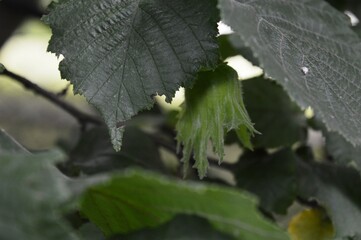 hazelnut fruit on the tree