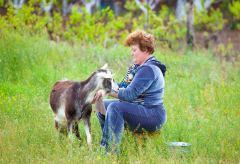Naklejka na ściany i meble woman with goat in the field
