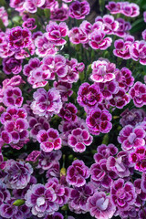 Carnation blossoms in summer