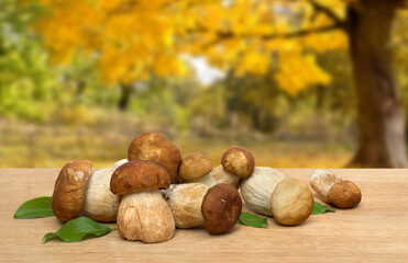 Raw fresh mushrooms Boletus edulis on wooden table on a background yellow autumnal forest