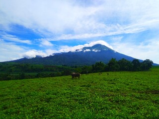 Obraz premium Mt. Kanlaon Philippine Volcano