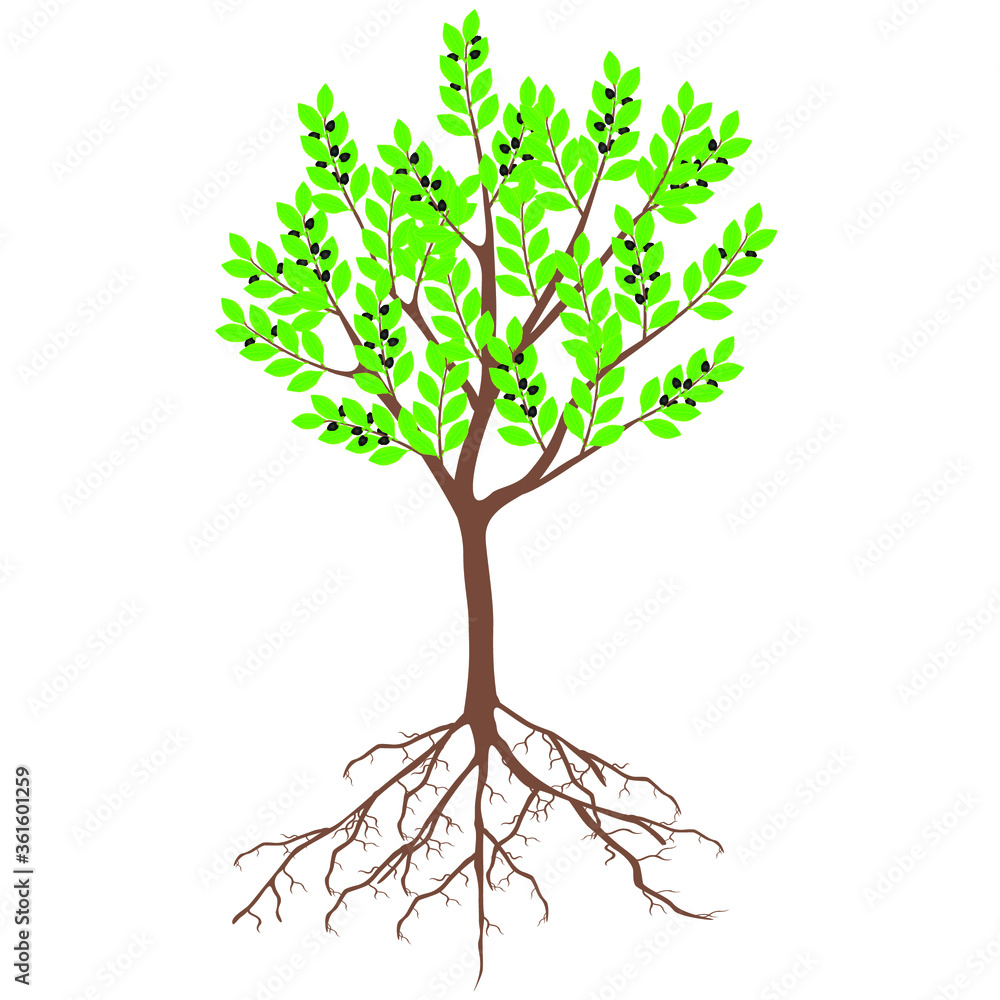 Canvas Prints laurel tree with fruits and roots on a white background.