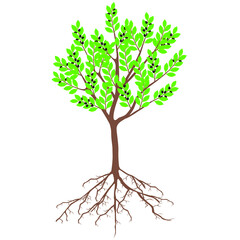 Fototapeta premium Laurel tree with fruits and roots on a white background.
