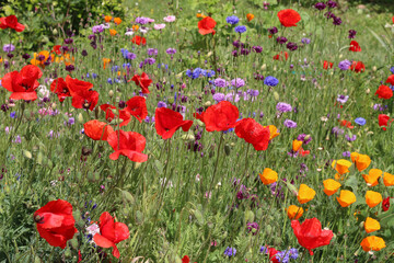 Home meadow of brightly colored flowers and poppies