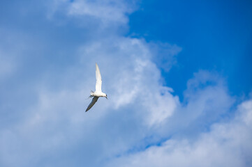 seagull against the sky