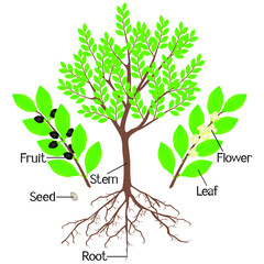 Obraz premium Parts of a laurel plant on a white background.