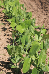 Planting green peas in the spring garden