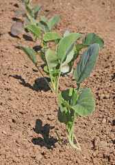Planting in the spring garden