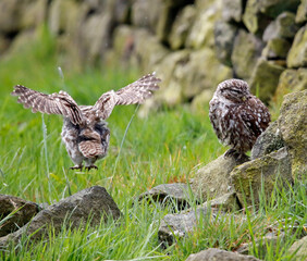 Little owls preening after a rain storm in a field in Yorkshire
