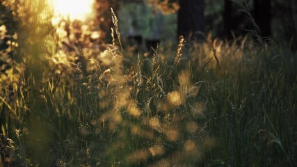 Insects Flying Over The Reeds And Wild Grasses In The Meadow With A Beautiful Sunset On The Background. - static shot - Powered by Adobe