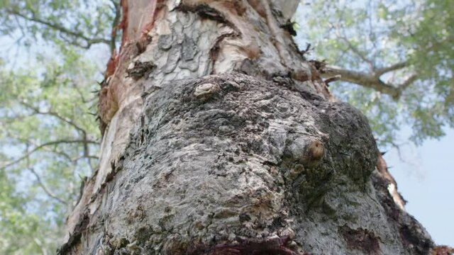 Close up texture of a marula tree showing the damage caused by elephants who eat the bark. 