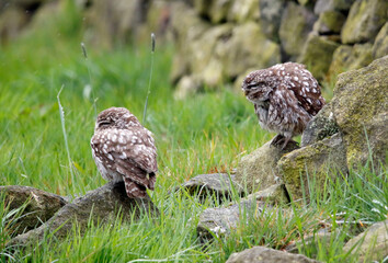 Little owls preening after a rain storm in a field in Yorkshire