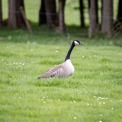 Honking Canada goose in the Scottish countryside