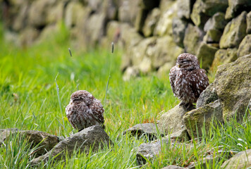 Little owls preening after a rain storm in a field in Yorkshire