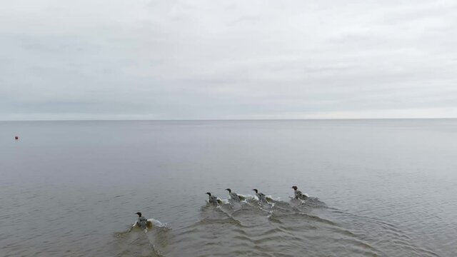 Long journey of birds migration at Baltic sea Saulkrasti Latvia
